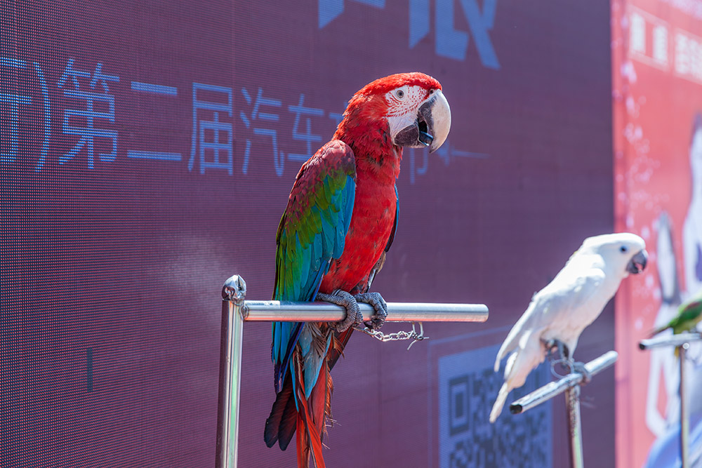 【車展第一天】遇到那個TA，放棄蘋果8......