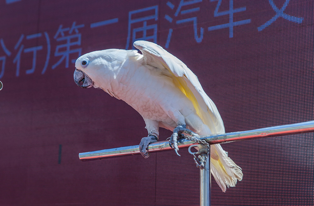 【車展第一天】遇到那個TA，放棄蘋果8......
