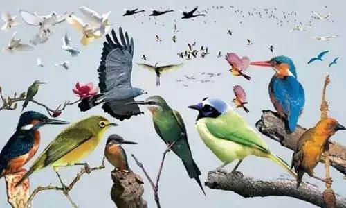 【915-918邵陽秋季車展倒計時4天】不想出門看人人人，那就改成看鳥鳥鳥！